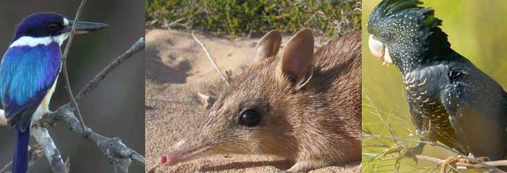 Friends of the Australian Wildlife Conservancy