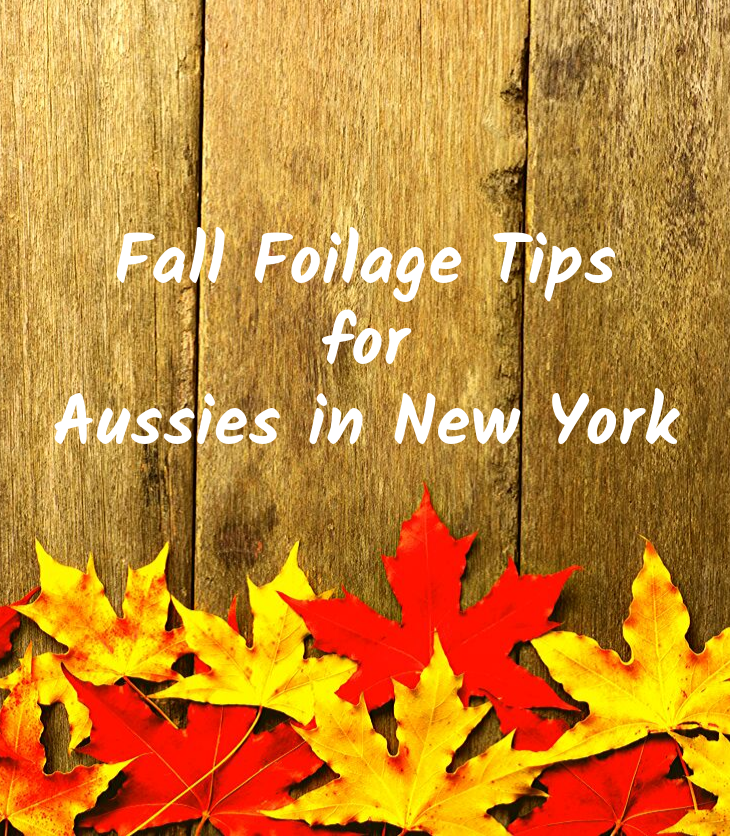 fall autumn foliage colored leaves red yellow