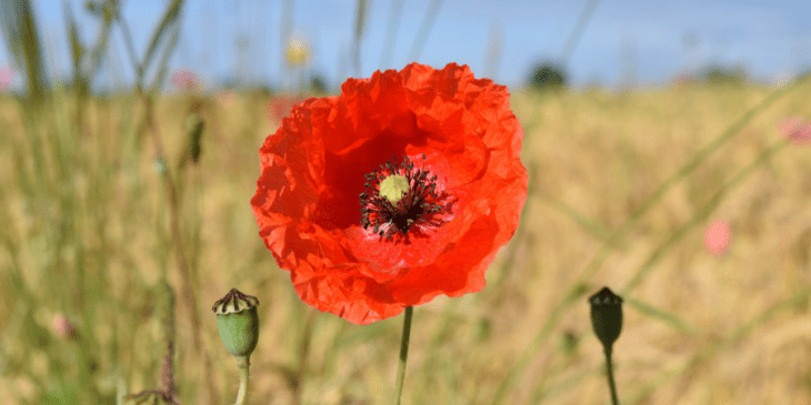 Anzac Day in NYC 2019